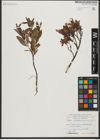 Foto von Salix waldsteiniana Willd.